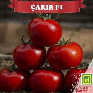Çakır F1 Sırık Tane Domates Fidesi
