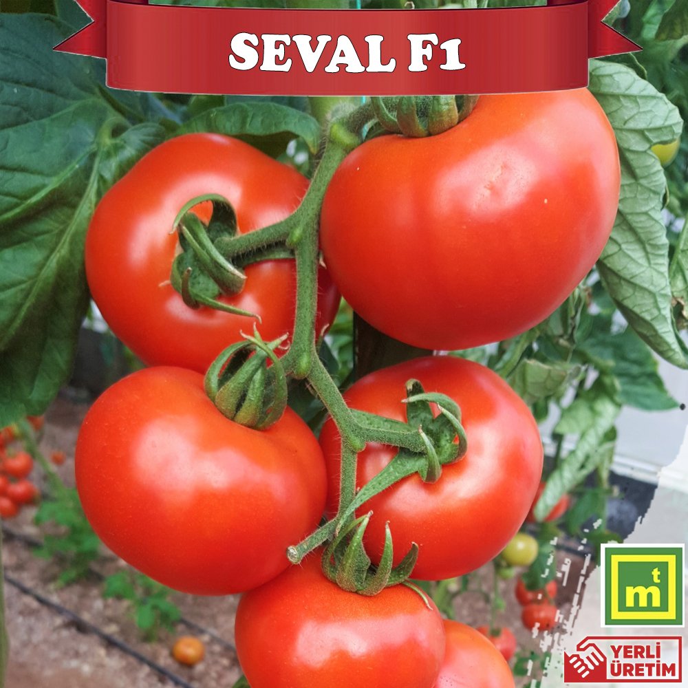 Seval F1 Sırık Tane Domates Fidesi