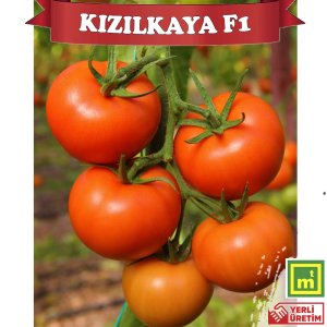 Kızılkaya F1 Sırık Tane Domates Fidesi