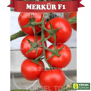 Merkür F1 Sırık Salkım Domates Fidesi
