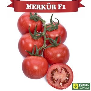 Merkür F1 Sırık Salkım Domates Fidesi