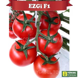Ezgi F1 Sırık Salkım Domates Fidesi