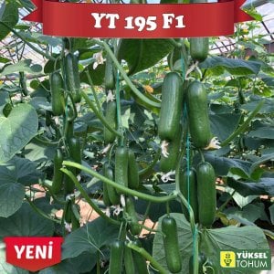 YT 195 F1 Sırık Badem Hıyar Fidesi
