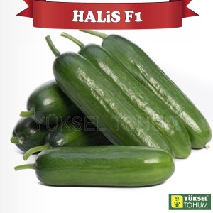 Halis F1 Badem Hıyar Fidesi