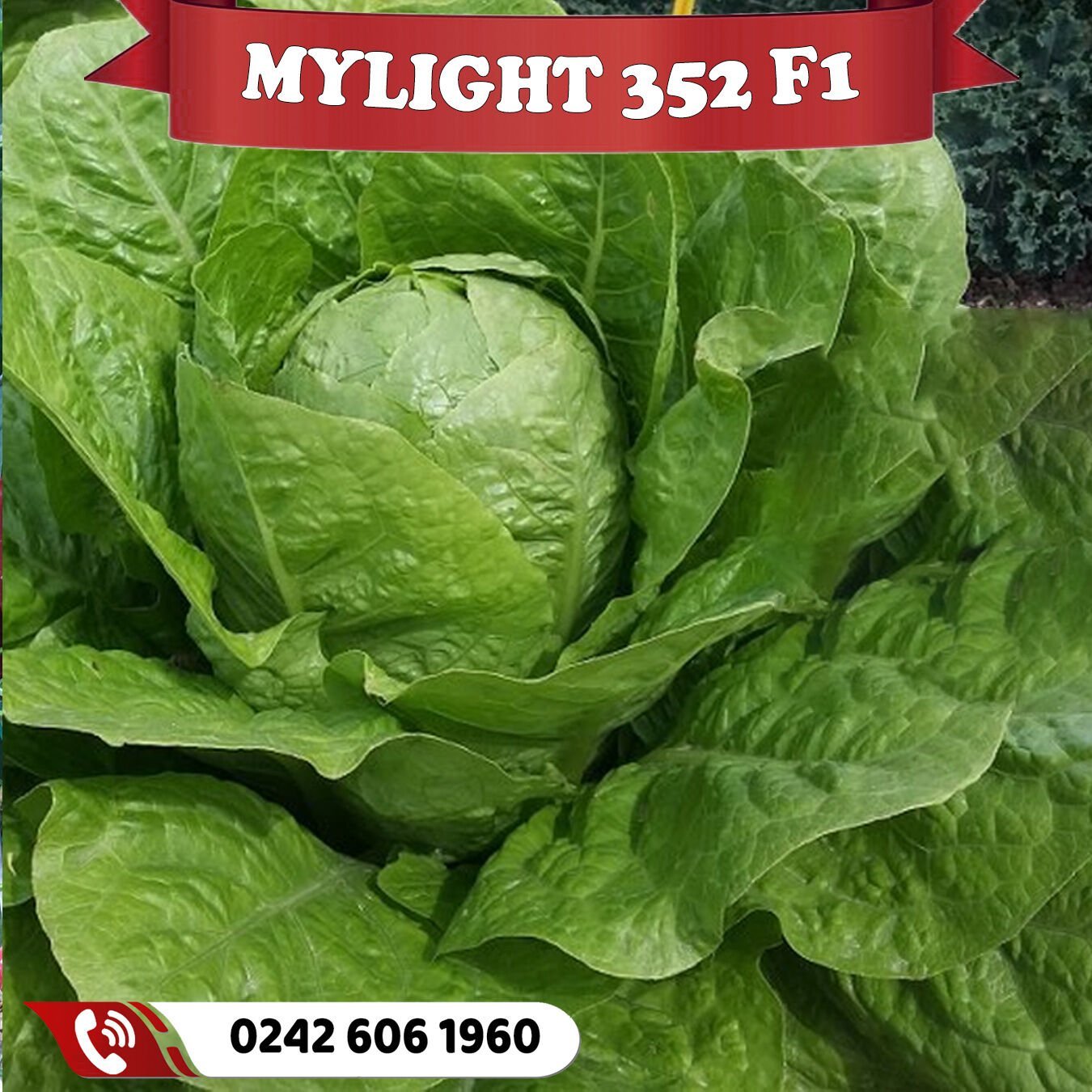Mylight 352 F1 Hibrit  Marul Fidesi