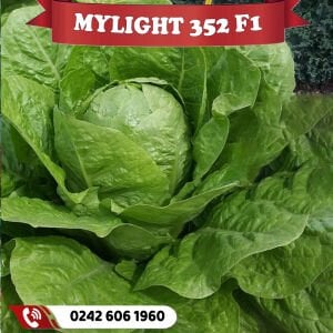 Mylight 352 F1 Hibrit  Marul Fidesi