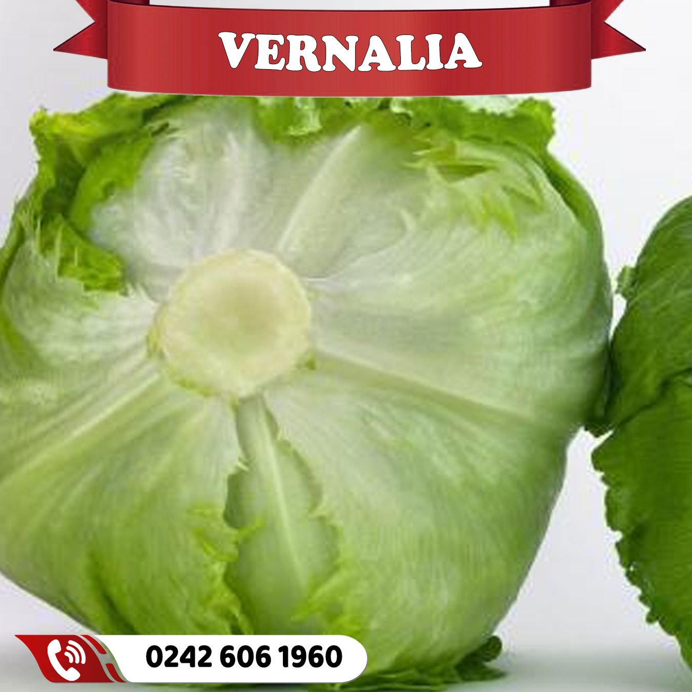Vernalia İceberg Marul Fidesi