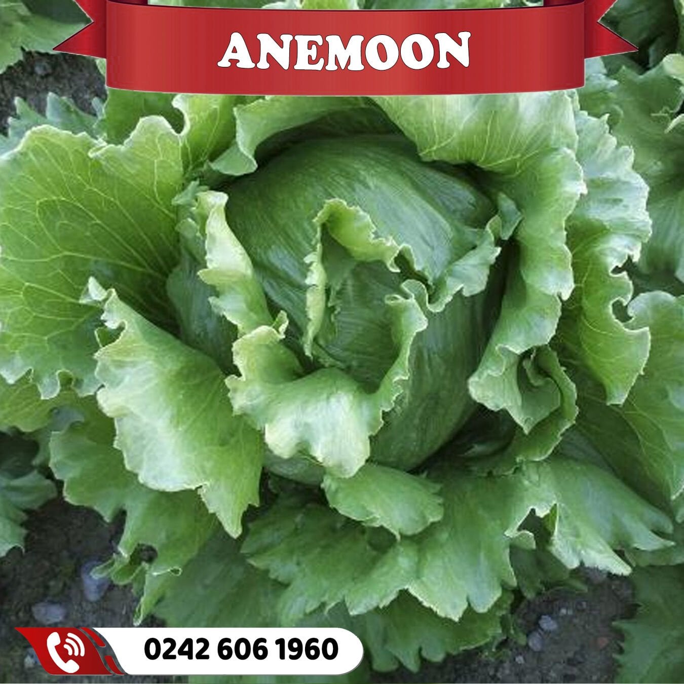 Anemoon İceberg Marul Fidesi
