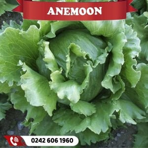 Anemoon İceberg Marul Fidesi