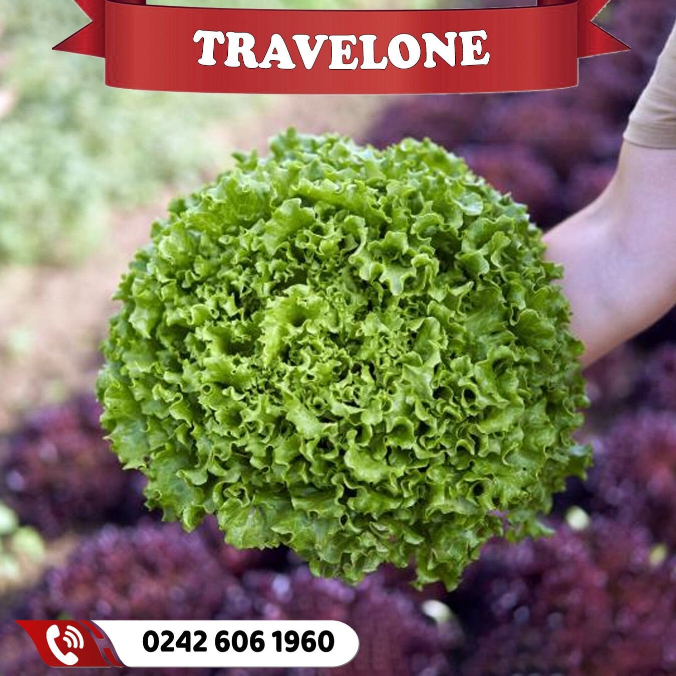 Travelone Kıvırcık Marul Fidesi