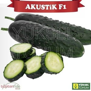 Akustik F1 Dikenli Hıyar Fidesi