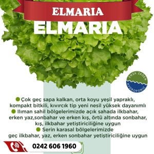 Elmaria Kıvırcık Marul Fidesi