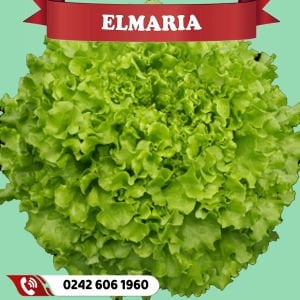 Elmaria Kıvırcık Marul Fidesi