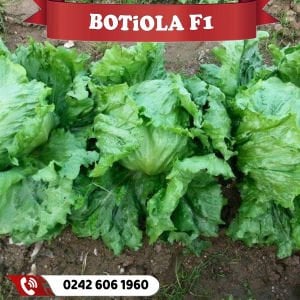 Botiola F1 Göbek Marul Fidesi
