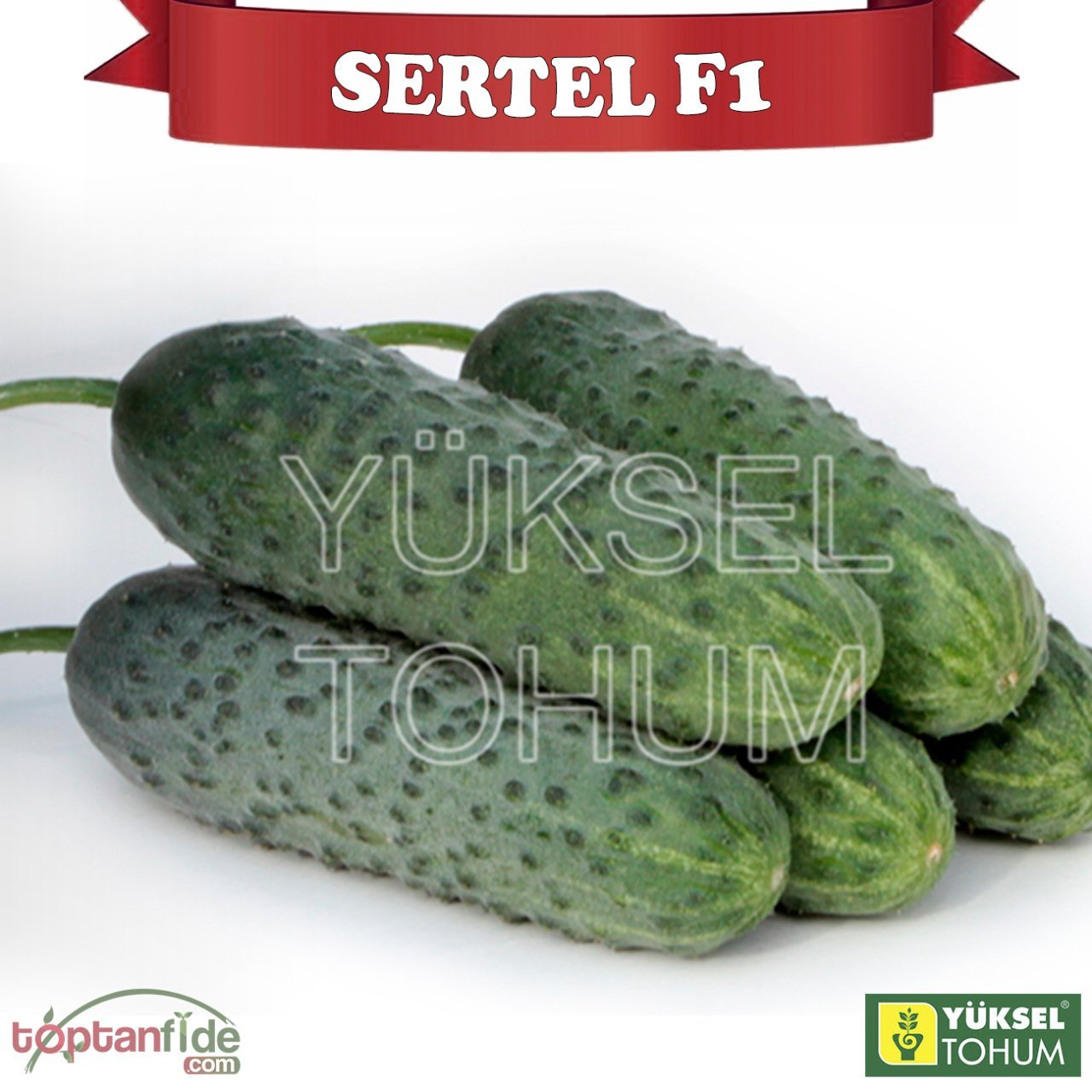 Sertel F1 Dikenli Hıyar Fidesi