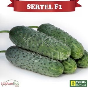 Sertel F1 Dikenli Hıyar Fidesi