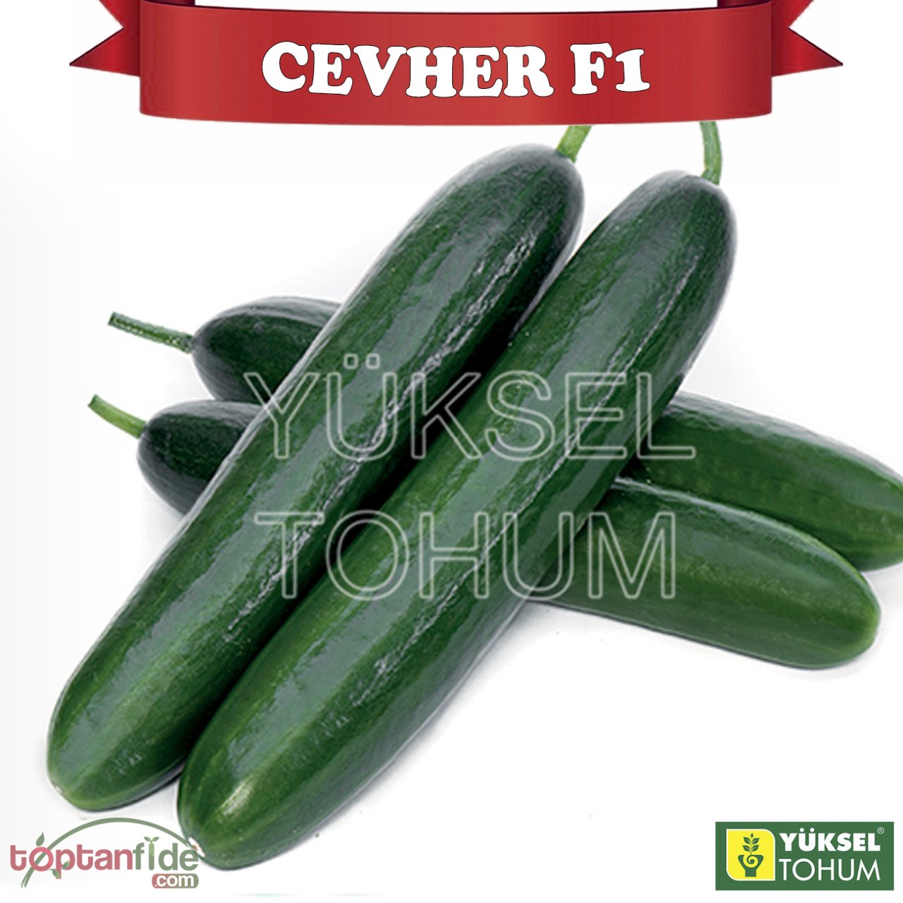 Cevher F1 Erkenci Hıyar Fidesi
