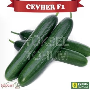 Cevher F1 Erkenci Hıyar Fidesi