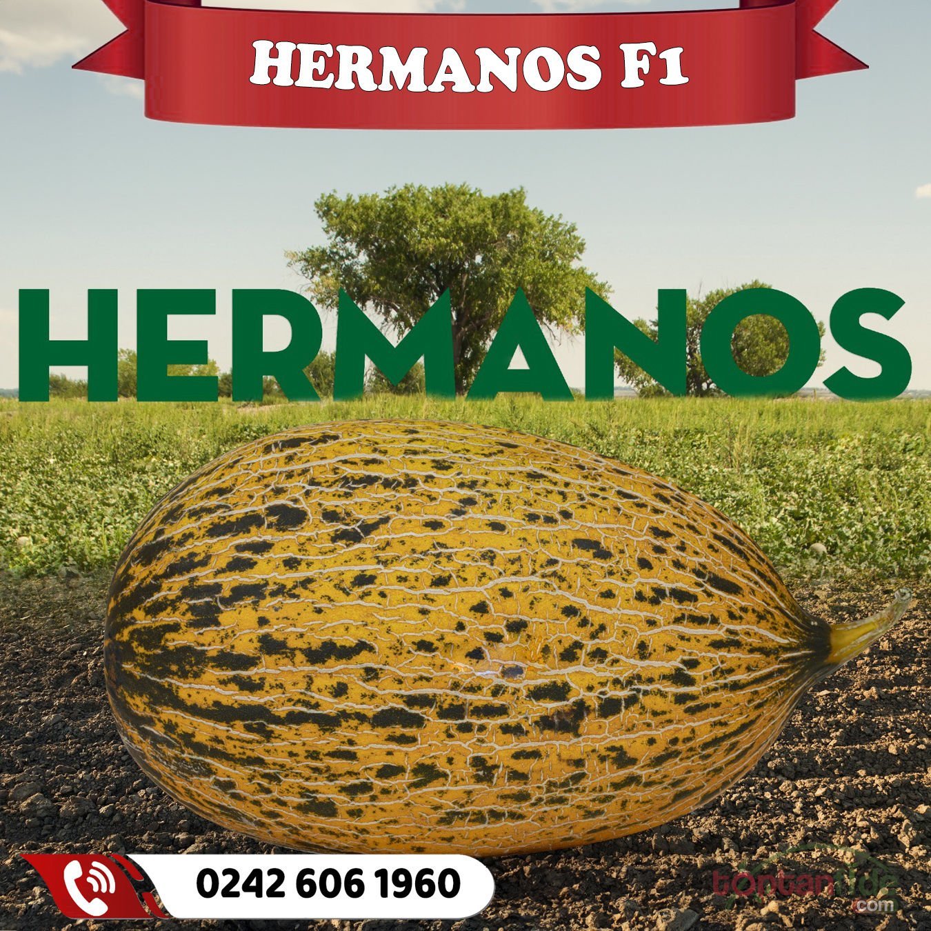 Hermanos F1 Kavun Fidesi