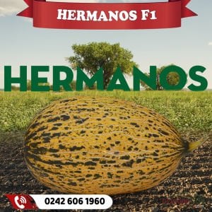 Hermanos F1 Kavun Fidesi