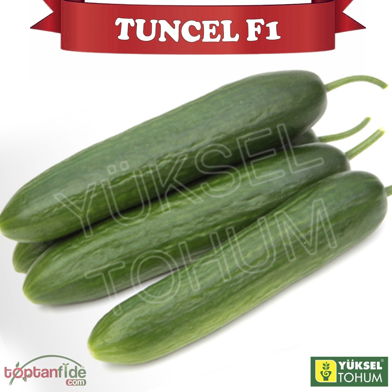 Tuncel F1 Oturak Hıyar Fidesi
