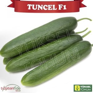 Tuncel F1 Oturak Hıyar Fidesi
