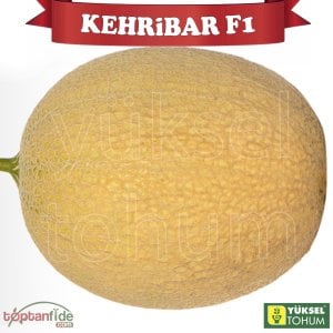 Kehribar F1 Ananas Tipi Kavun Fidesi