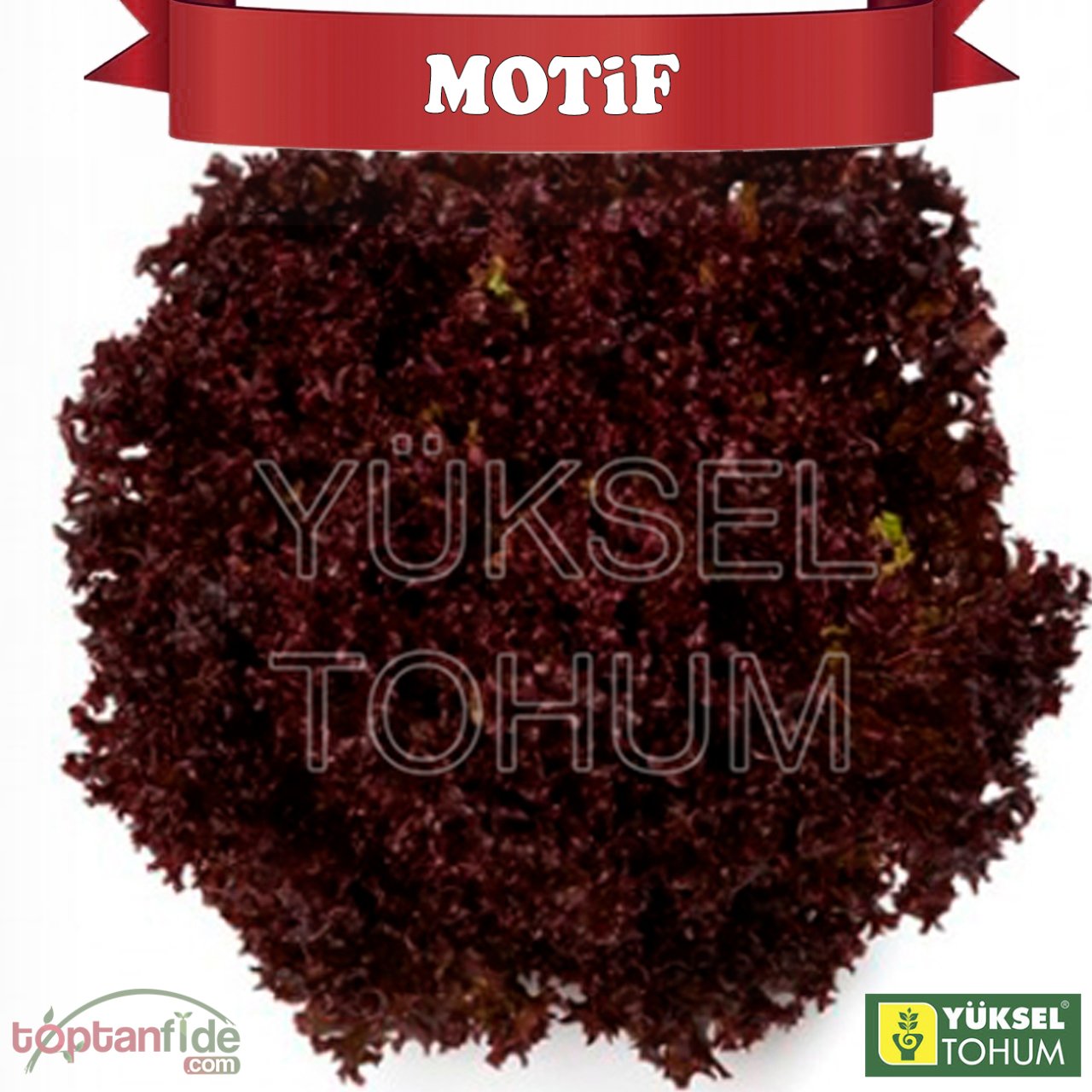 Motif Kırmızı Kıvırcık Marul Fidesi
