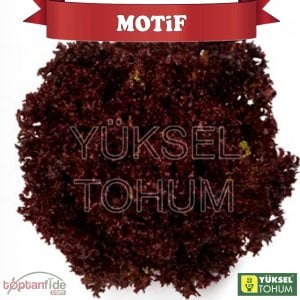 Motif Kırmızı Kıvırcık Marul Fidesi