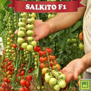 Salkito F1 Kokteyl Domates Fidesi