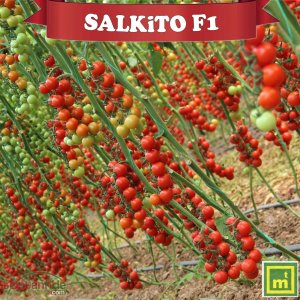 Salkito F1 Kokteyl Domates Fidesi