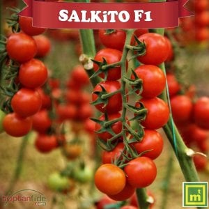 Salkito F1 Kokteyl Domates Fidesi