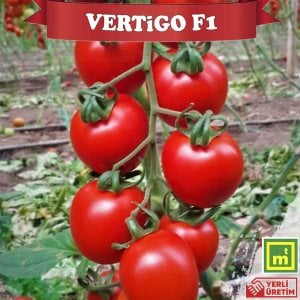 Vertigo F1 Salkım Domates Fidesi