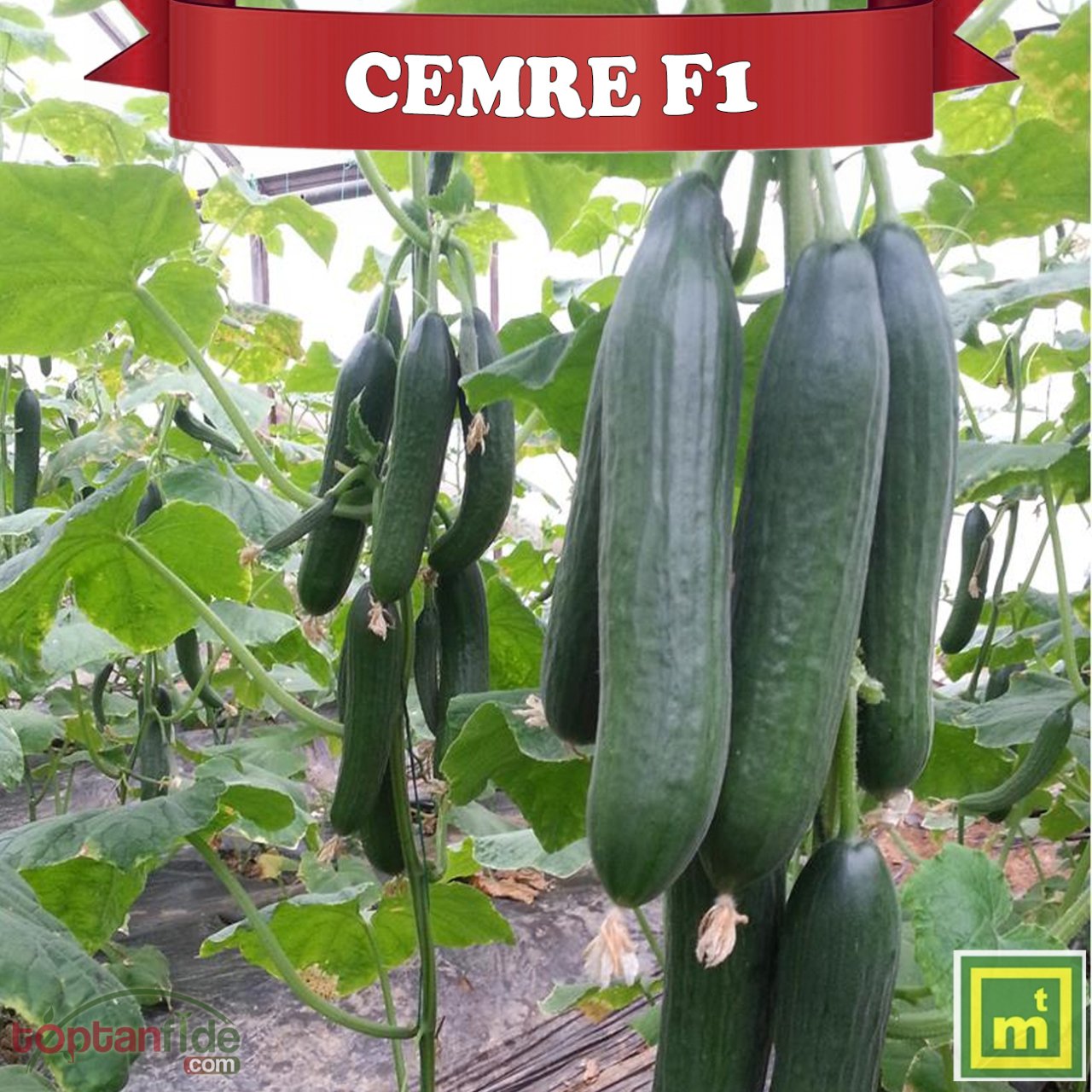 Cemre F1 Beith Alpha Hıyar Fidesi