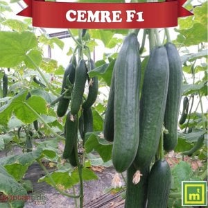 Cemre F1 Beith Alpha Hıyar Fidesi