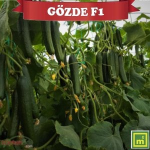 Gözde F1 Sırık Hıyar Fidesi