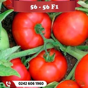 56 56 F1 Oturak Tane Domates Fidesi