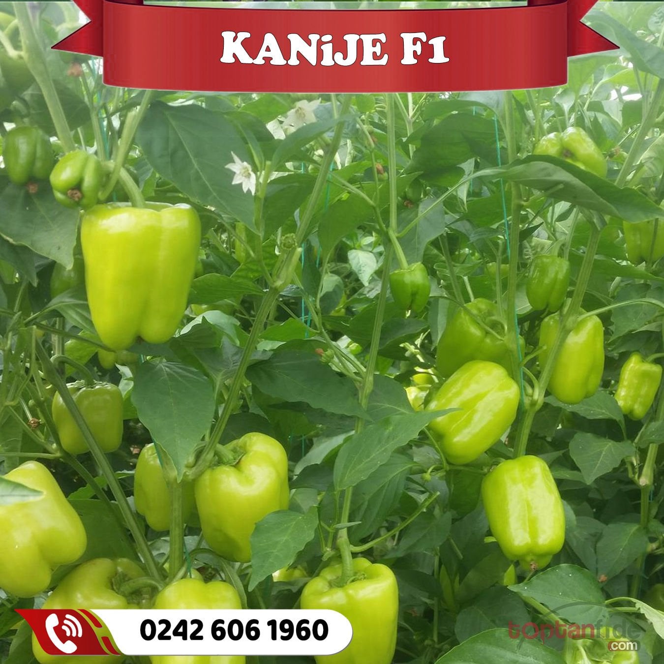 Kanije F1 Dolma Biber Fidesi