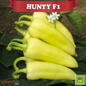 Hunty F1 Çarliston Biber Fidesi