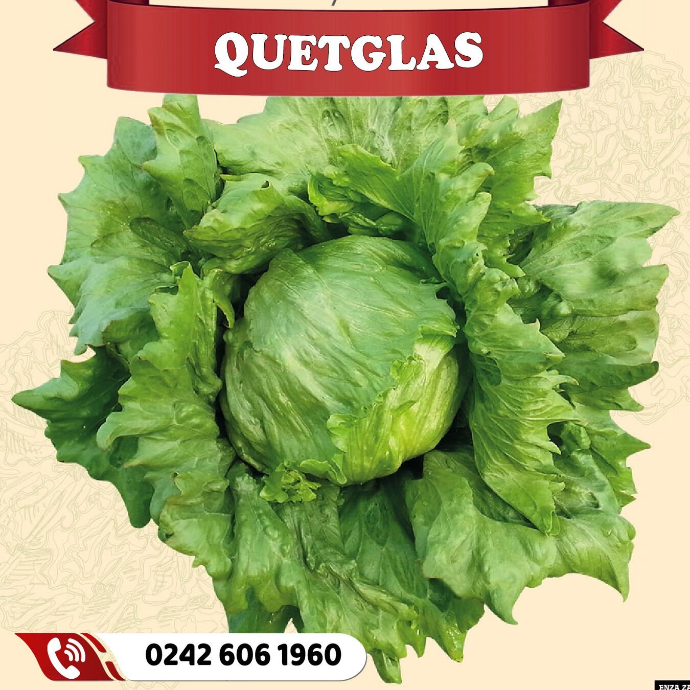 Quetglas İceberg Marul Fidesi