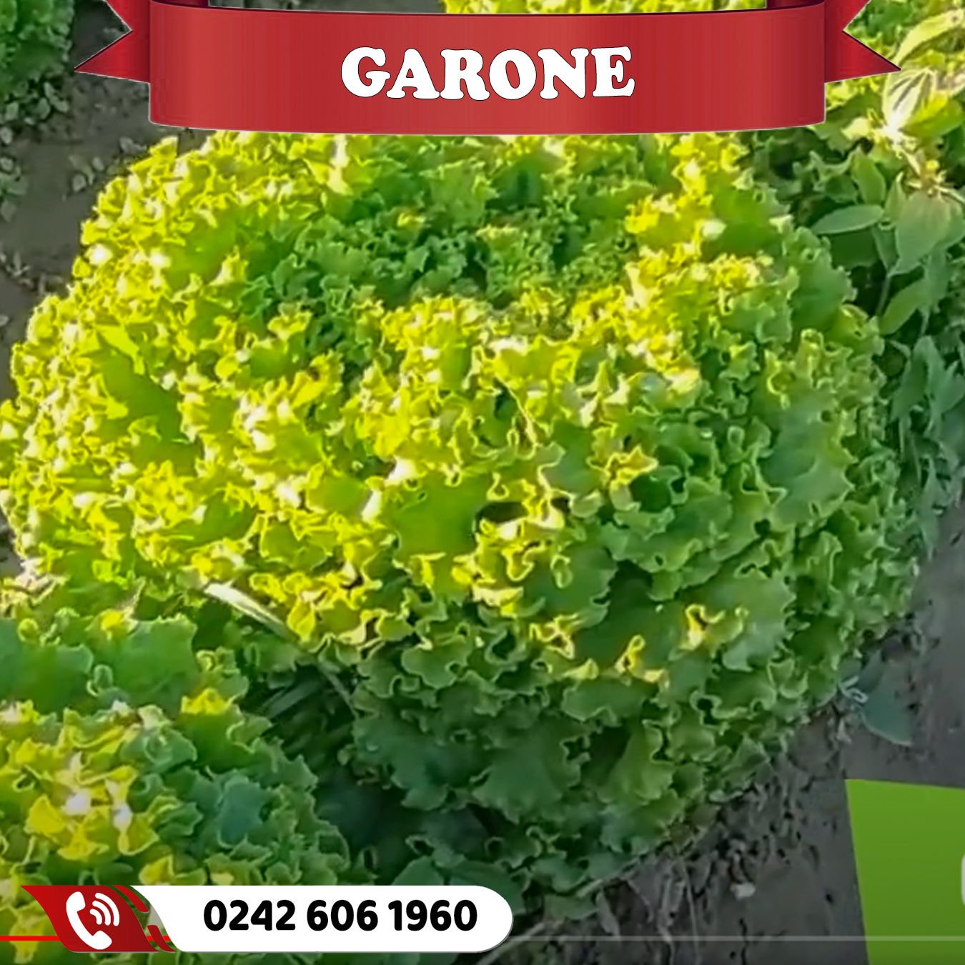 Garone Kıvırcık Marul Fidesi