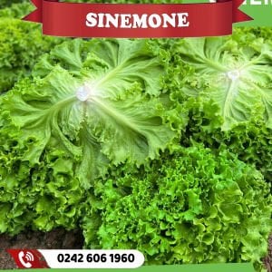 Sinemone Kıvırcık Marul Fidesi