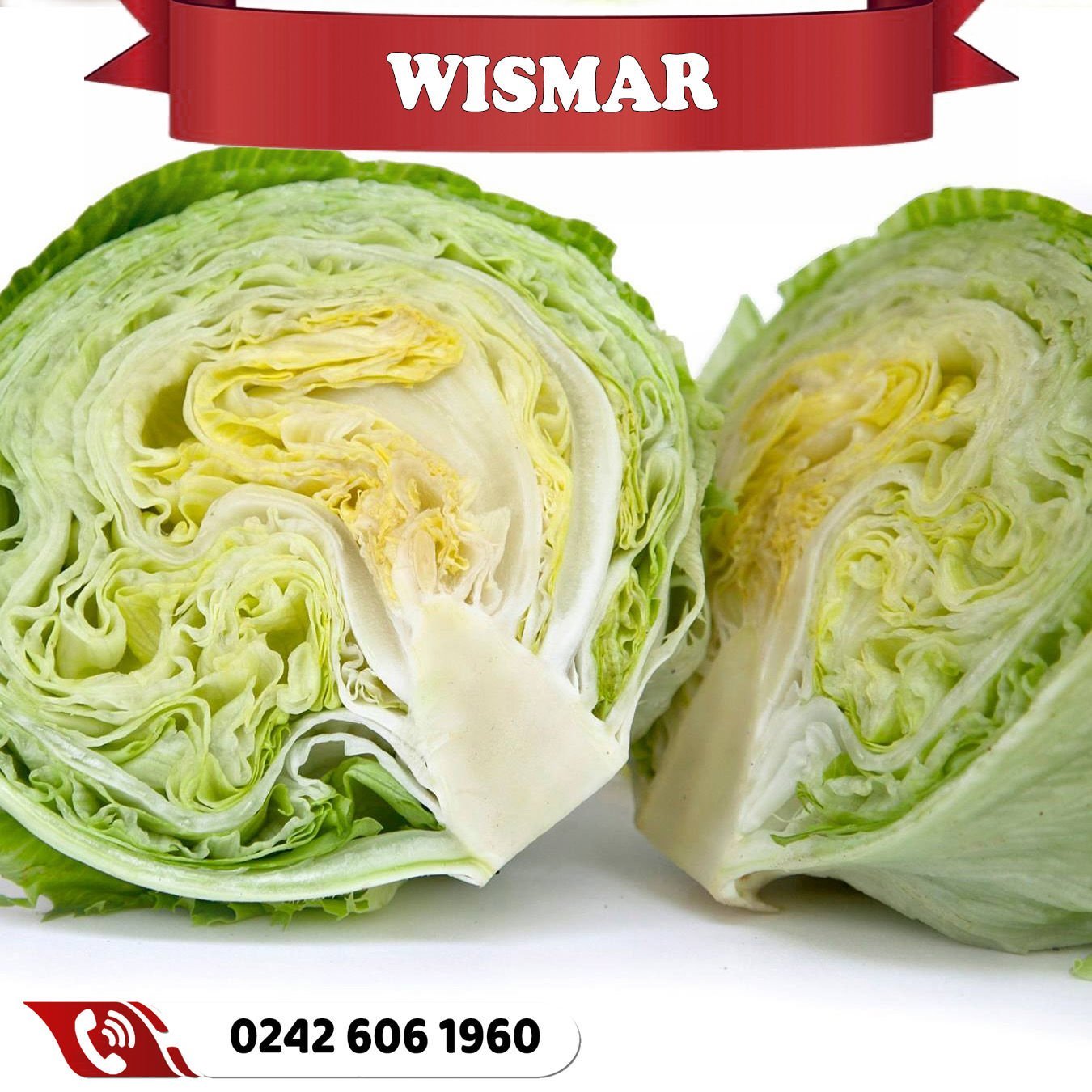 Wismar İri İceberg Marul Fidesi