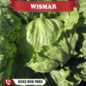 Wismar İri İceberg Marul Fidesi