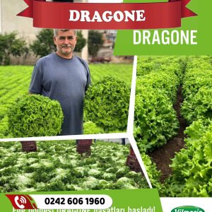 Toptan Dragone Yazlık Kıvırcık Marul Fidesi En Uygun Fiyatı