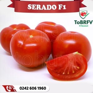 Serado f1 - Susuz Domates Fidesi