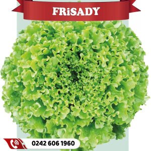 Frisady Tarlalık Kıvırcık Marul Fidesi