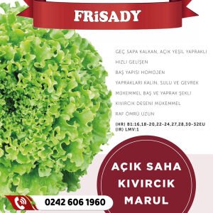 Frisady Tarlalık Kıvırcık Marul Fidesi
