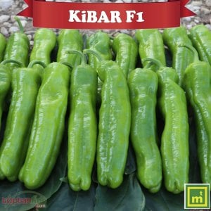 Kibar F1 Köy Biberi Fidesi