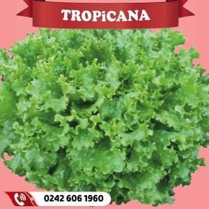 Tropicana Kıvırcık Marul Fidesi